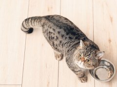 Cute Exotic Shorthair cat near empty bowl featured image