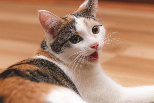 Heavy Breathing in Cats: 3 Types and What to Do