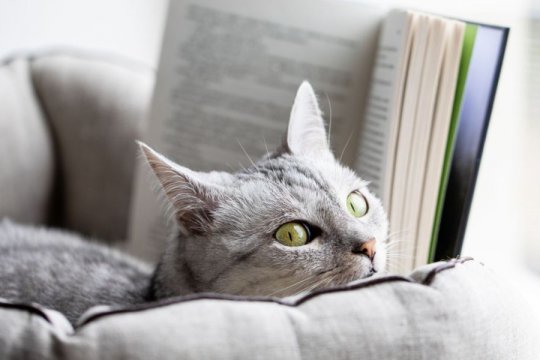 150 Purrfect Literary Cat Names With Meanings