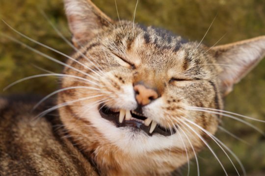 Dental Disease in Cats: Causes, Symptoms, & Treatment
