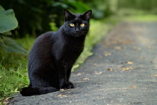 Do Cats Have A Good Sense Of Direction?