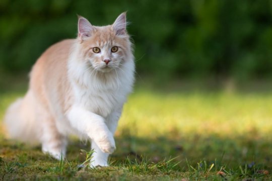 Solensia for Cats: Overview, Dosage & Side Effects