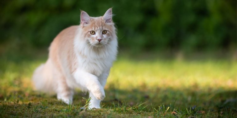 Solensia for Cats: Overview, Dosage & Side Effects