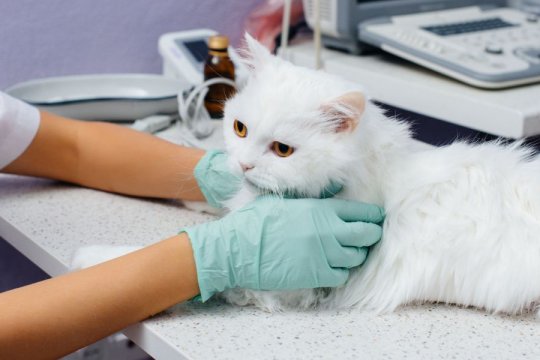 Cat Anesthesia: How it Works, Costs, & Side Effects