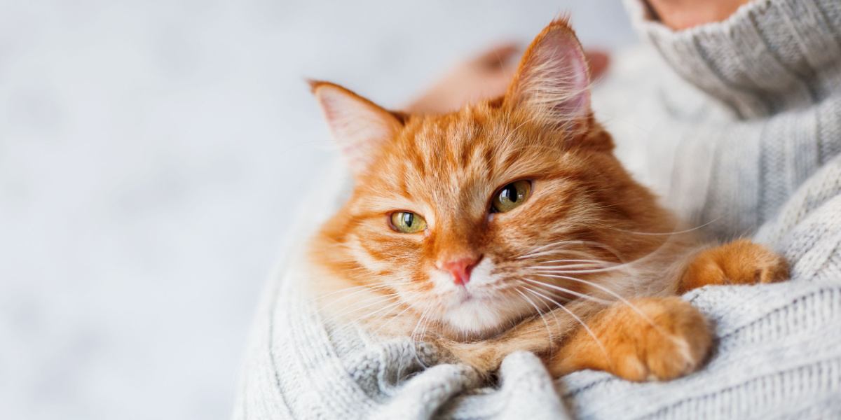 man holding cat