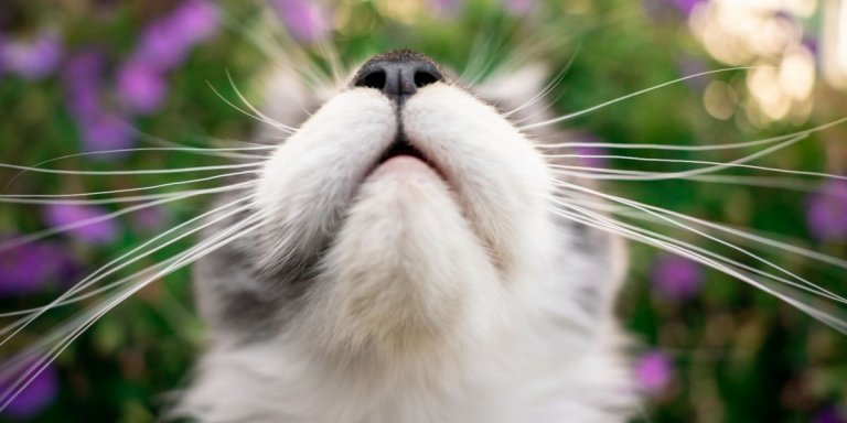 Do Cat Whiskers Grow Back?