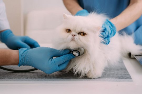Types of Common Cat Viruses Explained