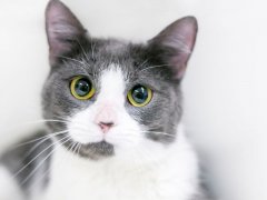 white and gray short hair with dilated pupils