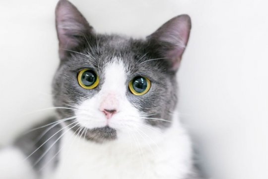 Why Do Cat Eyes Dilate?