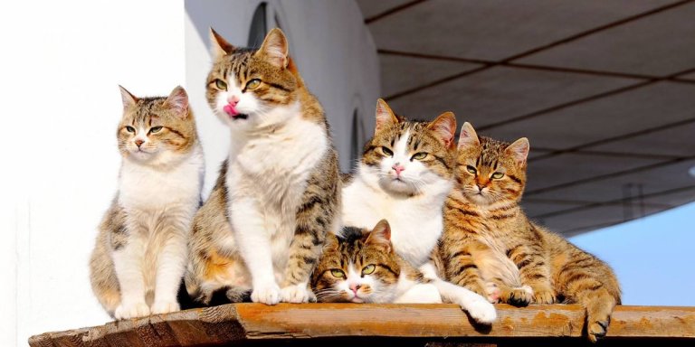 What Is A Glaring Of Cats? (And Other Words For Cat Collections)