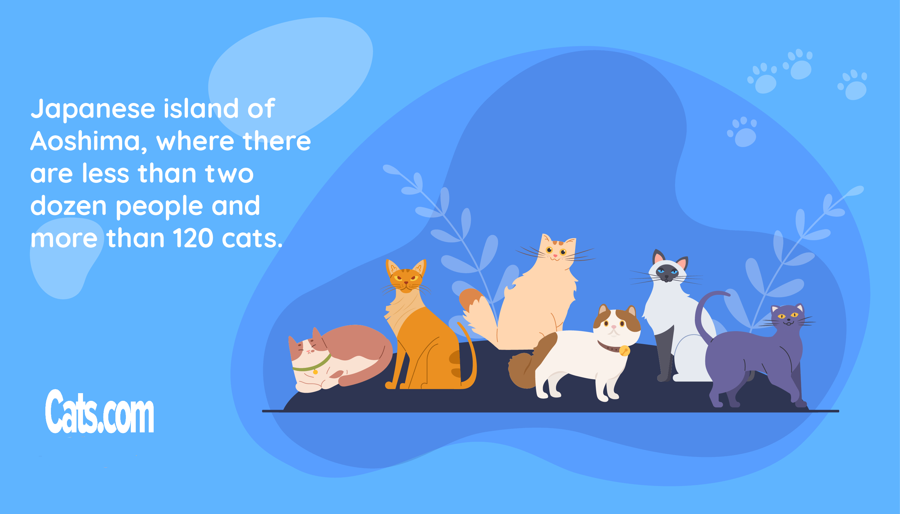 A-Z of Cat Facts and Statistics Japan