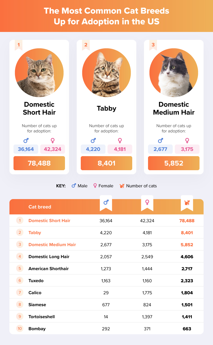 Illustration of The Most Common Cat Breeds Up for Adoption in the US