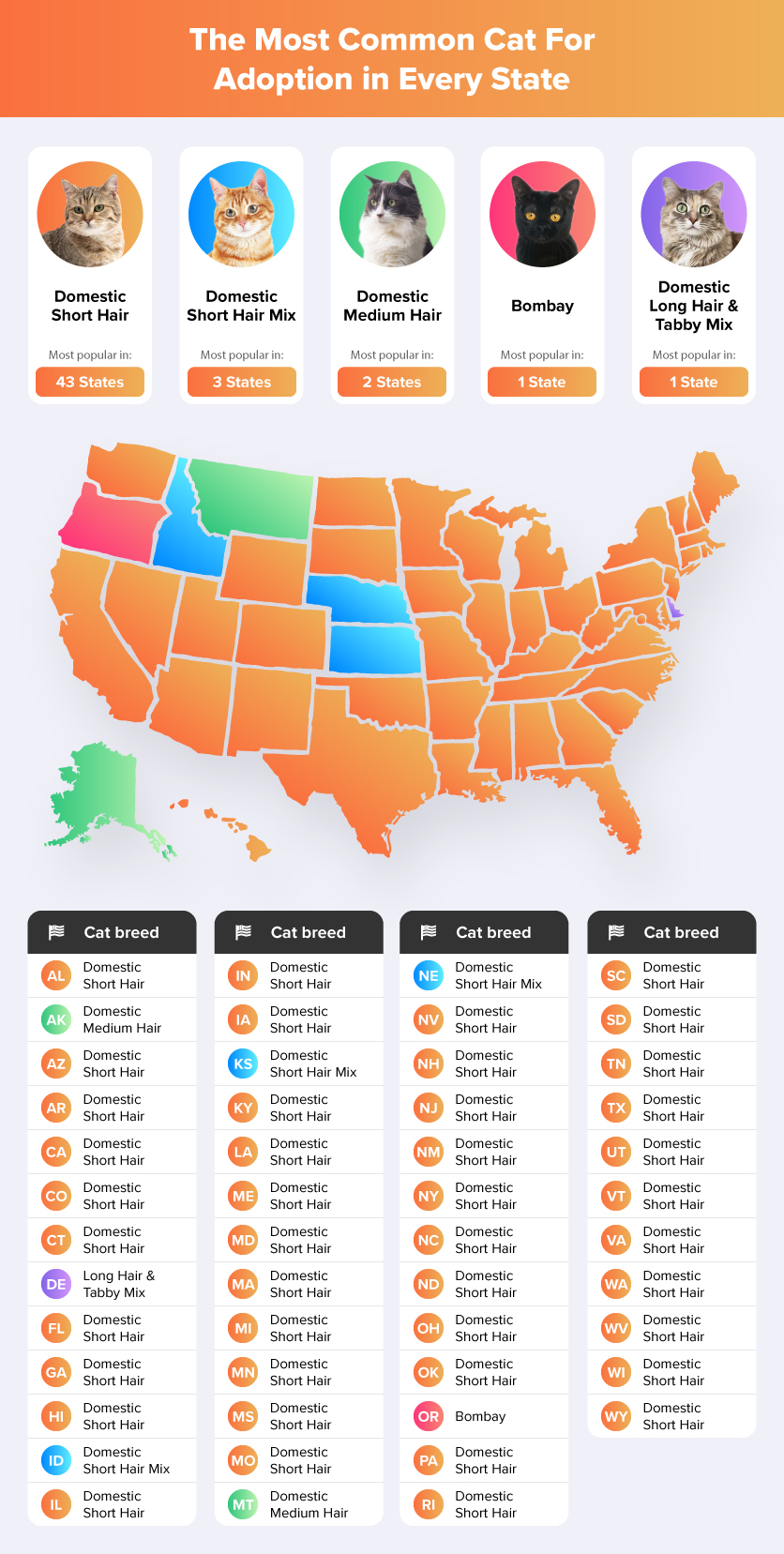 Illustration of The Most Common Cat For Adoption in Every State
