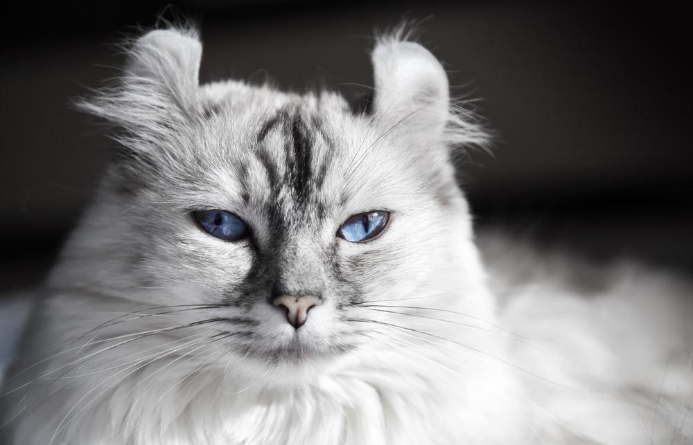 American Curl cat