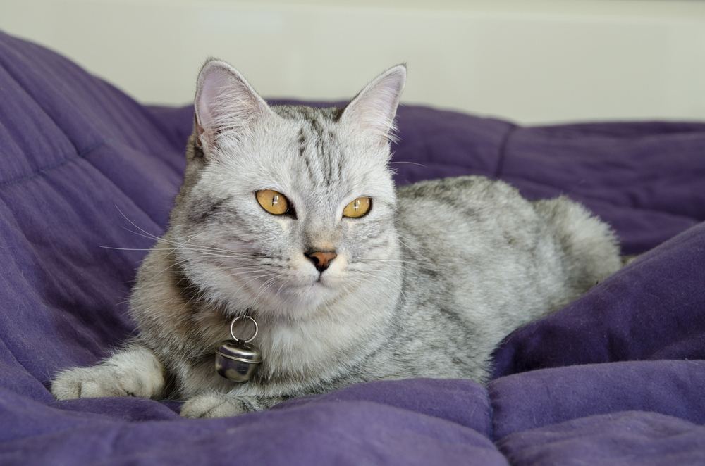 Beautiful cat is lying on violet blanket