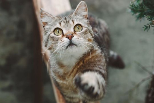 Why Is My Cat Swiping at Everyone? Top 4 Reasons and Solutions