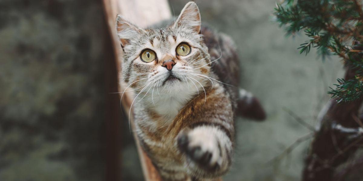 A captivating image of a beautiful short-haired striped cat sitting gracefully while raising its front paw, showcasing an elegant and poised posture that exudes charm and curiosity.