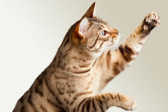 Why Don’t Cats Like When You Touch Their Paws?