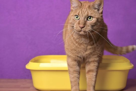 What’s the Best Anti-Diarrhea Medicine for Cats?