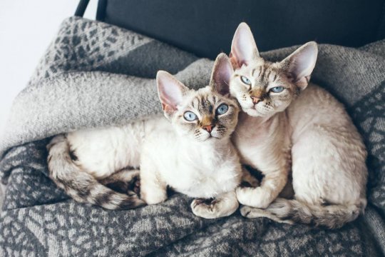 Can Cats Have Twins?