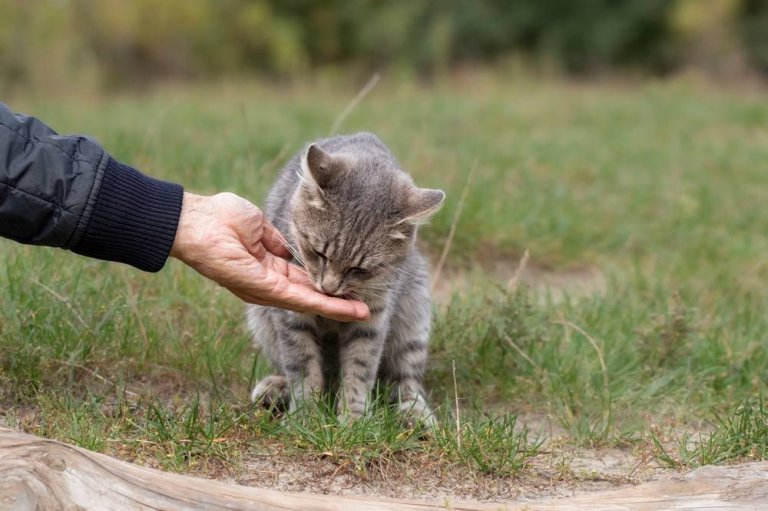 How To Get a Stray Cat To Come To You