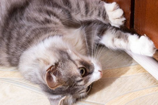 Why Do Cats Hate Closed Doors? 9 Possible Reasons