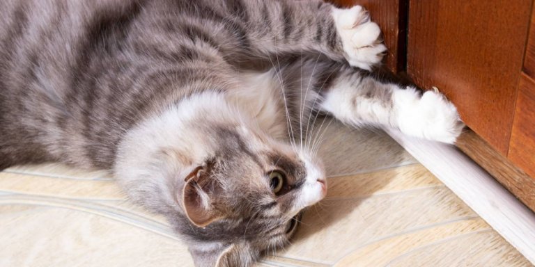 Why Do Cats Hate Closed Doors? 9 Possible Reasons