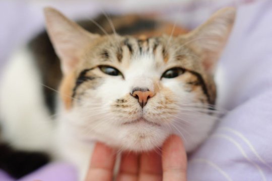 Do Cats Feel Empathy?