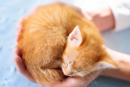 How Do Cats Choose Who To Sleep With