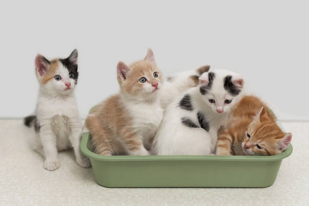 Litter Of Kittens