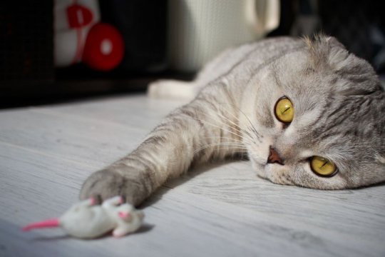 Do Cats Have A Dominant Paw? Science has the Answer
