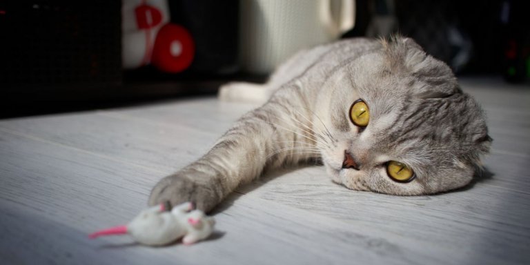 Do Cats Have A Dominant Paw? Science has the Answer
