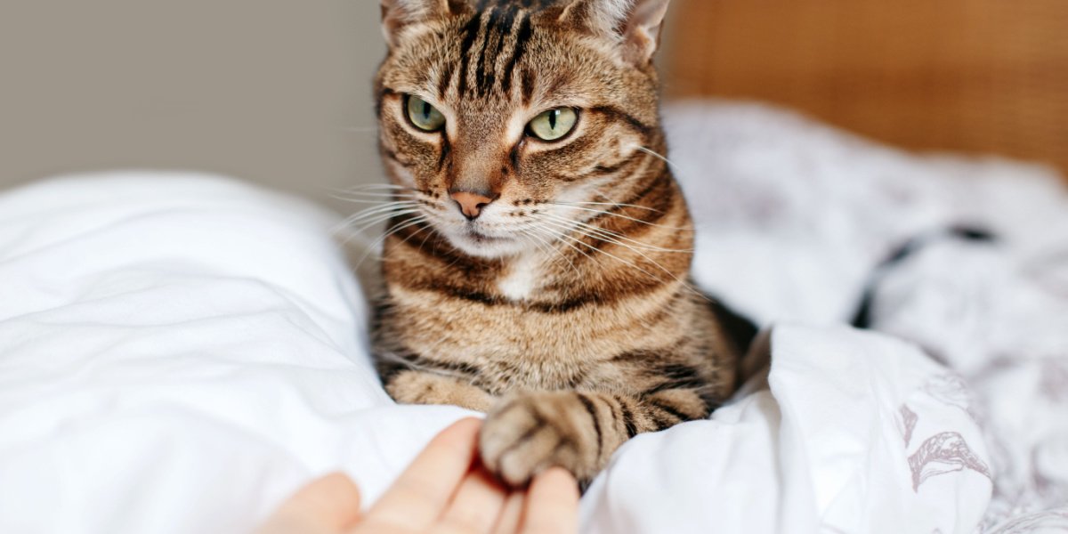 Woman sharing affectionate moments with a group of cats. The image captures the connection between the woman and the feline companions as she touches and interacts with them.