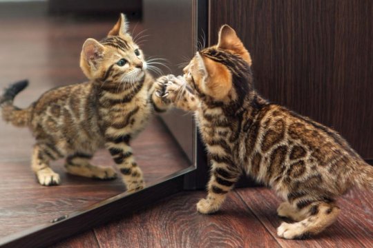 Do Cats Recognize Themselves In The Mirror?
