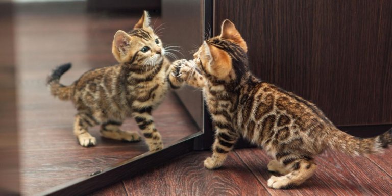 Do Cats Recognize Themselves In The Mirror?