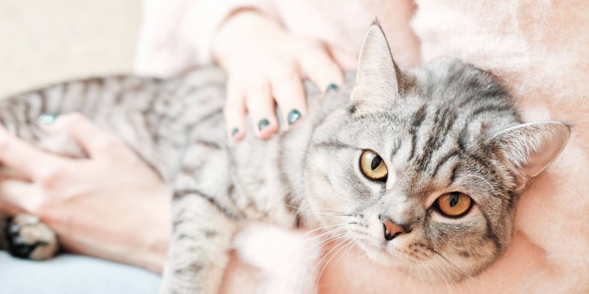 A British Shorthair cat gazing intently, its round face and captivating eyes reflecting the breed's distinct charm and characteristic curiosity.