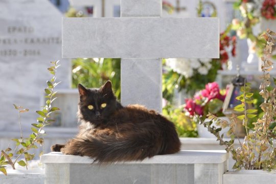 Do Cats Understand Death?
