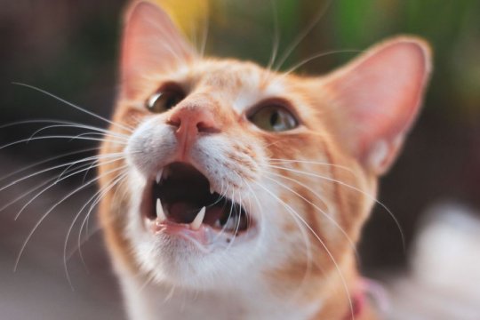 Why Does My Cat Squeak Instead Of Meow?