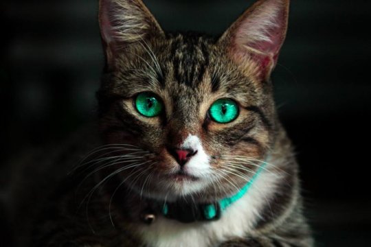 Why Do Cats' Eyes Glow In The Dark? The Answer Might Surprise You...