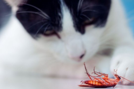 Do Cats Eat Roaches?