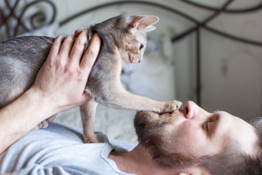 Why Does My Cat Put Their Paw on My Face?