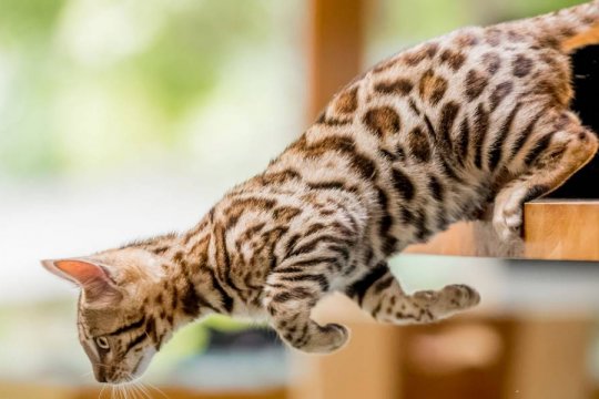 Can Cats Survive A Fall From Any Height?