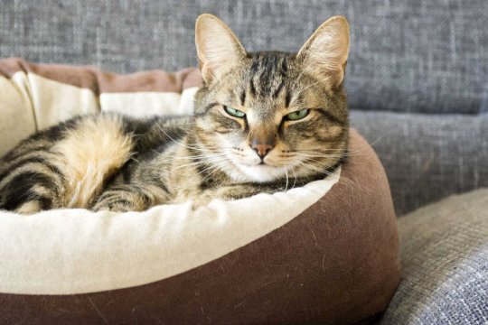 Do Cats Like to Pleasure Themselves?