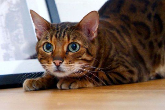 Why Do Cats Wiggle Before They Pounce?