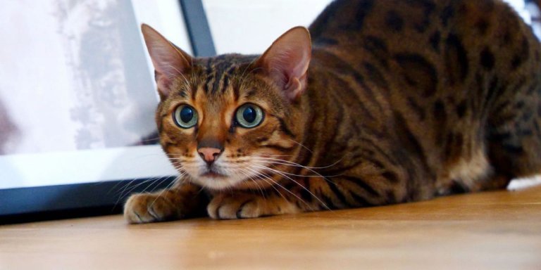 Why Do Cats Wiggle Before They Pounce?
