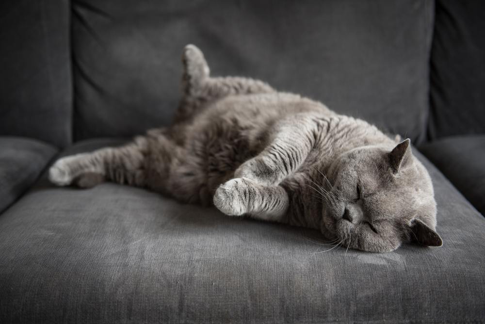 Cute British short hair cat