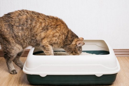 5 Reasons Why Cats Love To Use Litter Boxes