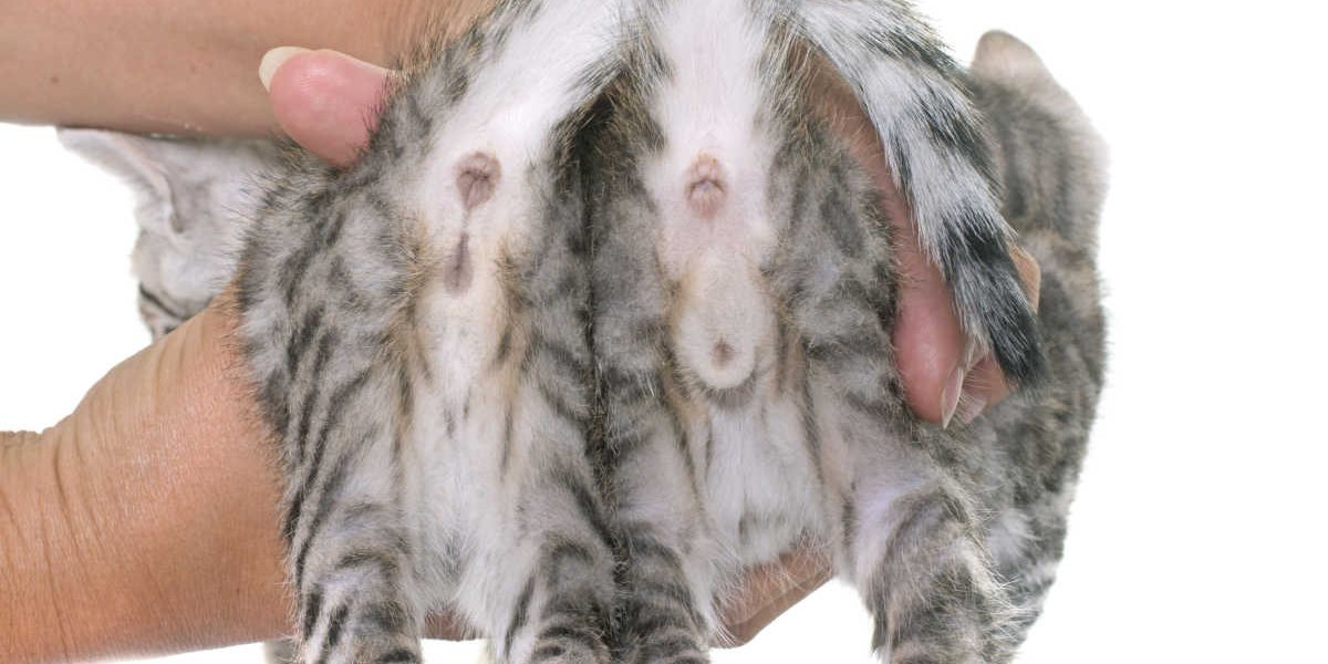 Checking kittens genitals for sex male or female