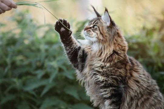 How To Make A Cat-Friendly Garden