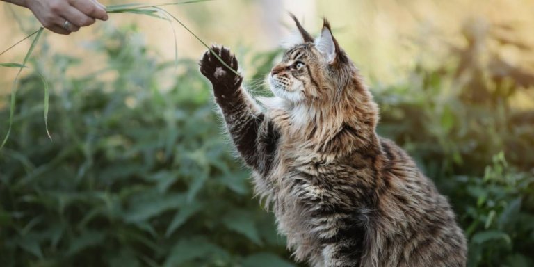 How To Make A Cat-Friendly Garden